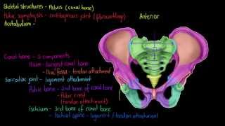 Skeletal Structures The Pelvis [upl. by Glaab]