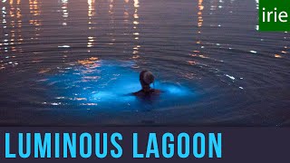 Luminous Lagoon Jamaica Glowing Water Experience Glistening Waters Jamaica Video Guide [upl. by Philipp]