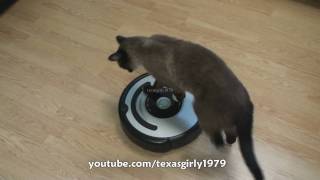 Cat shows HOW TO use iRobot Roomba Vacuum [upl. by Ely]