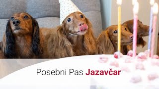 Lovački Pas Jazavčar – Slike I Karakteristike Jazavčar Pasmine Pasa 🐕 [upl. by Sioux]