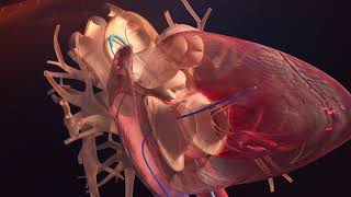 Le cœur  physiologie pathologie et traitements [upl. by Deming662]