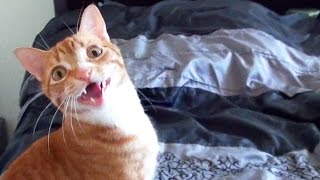 Funny Cats and Kittens Meowing Compilation [upl. by Ezequiel981]