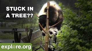 Hilarious Baby Panda Bloopers That Will Make You Laugh [upl. by Vez]