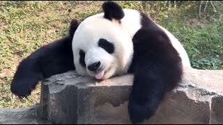 🐼 Panda Funny Moment Videos Compilation [upl. by Dwan499]