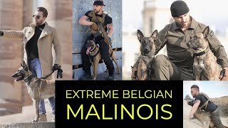 EXTREME BELGIAN MALINOIS  TACTICAL K9 GERMANY [upl. by Esinrahs831]