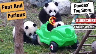 Pandas Try To Be Fast And Furious！  iPanda [upl. by Eniamahs]