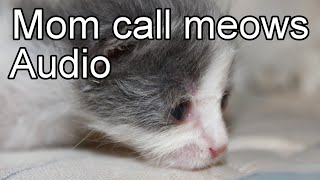 8 HOURS of Relaxing Music for Cats and Kittens [upl. by Clere]