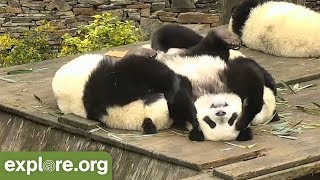 TRY NOT TO LAUGH Panda Bloopers [upl. by Roddy]