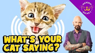 10 Sounds Cats Love To Hear The Most [upl. by Yna842]