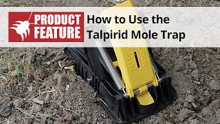 How to use the Talpirid Mole Trap  DoMyOwncom [upl. by Colb]