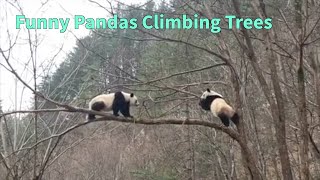 Pandas Climbing Trees  Funny Panda Clips [upl. by Toinette106]