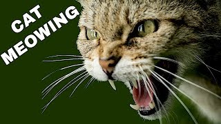 Cat Sound Effect  Cat Meowing [upl. by Kerin]