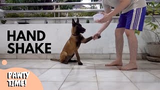 Belgian Malinois Puppy Training  Basic Commands and Tricks Part 2 [upl. by Analed]