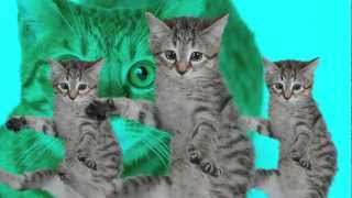 Sound To Calm Cats Within Minutes  Cat Hypnosis [upl. by Saibot]