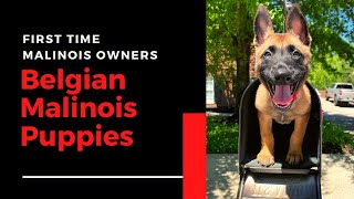 Belgian Malinois Puppy Training [upl. by Nesmat75]