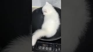 Adorable Kittens Meow Meow Funniest Sound Ever [upl. by Atisor]