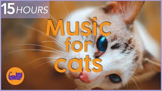 Sounds that attract cats  Meow to make cats come to you [upl. by Oleic]