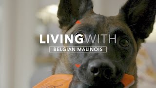 ALL ABOUT LIVING WITH THE BELGIAN MALINOIS [upl. by Giannini161]