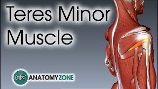 Teres Minor  Muscle Anatomy [upl. by Madid]