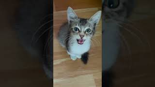 Cute Cat Munching Sounds  Relaxing ASMR  Paws amp Whispers [upl. by Atinihs7]