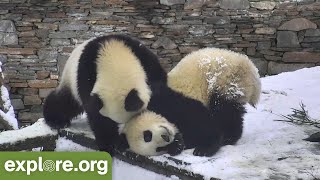 Pandas Playing In The Snow [upl. by Ransom]