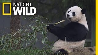 Giant Pandas 101  Nat Geo Wild [upl. by Erlond653]