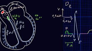 ECG  Introduction  Docteur Synapse [upl. by Darraj622]