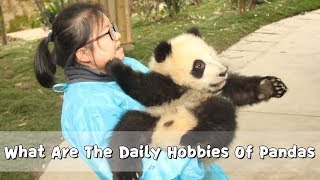 What Are The Daily Hobbies Of Pandas  iPanda [upl. by Refinej496]