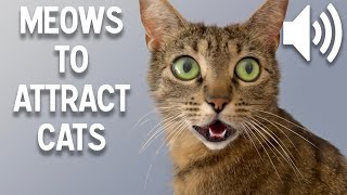 Sounds that attract Kittens  Meow to make kittens come to you [upl. by Anselm216]