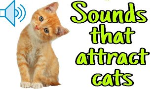 8 HOURS CAT SOUNDS MEOWING NOISES ATTRACT CATS ANNOY CATS [upl. by Malha]