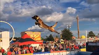 Belgian Malinois Amazing Athlete [upl. by Adnohrahs]