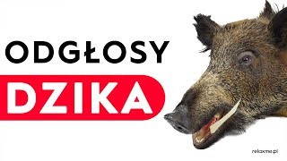 Dzik  odgłosy dzika [upl. by Ahsinav]