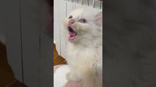 Kitten Talks Like a Human C Adorable and Hilarious Moment [upl. by Sair613]