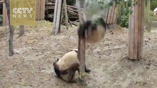 A dramatic life Panda falls from tree unhurt robbed by other pandas afterwards [upl. by Anak]