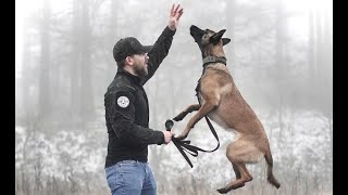 THE BELGIAN MALINOIS  HOW TO TRAIN YOUR PUPPY [upl. by Tedda314]