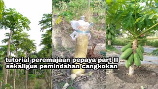 Peremajaan pepaya California part II sekaligus trik penanaman cangkokan [upl. by Stanzel197]