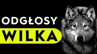 Wilk  odgłosy wilka [upl. by Alexa676]