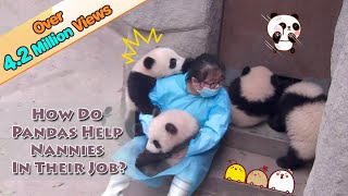 How Do Pandas Help Nannies In Their Jobs  iPanda [upl. by Gilleod]