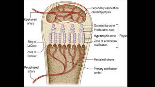 RICKETS AND OSTEOMALACIA [upl. by Cheyne685]